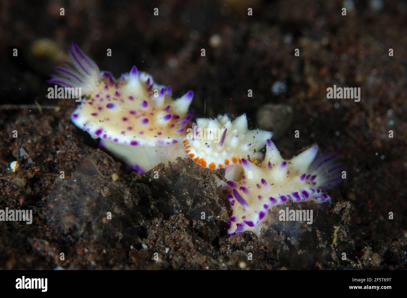 Trio von Mexichromis Nacktschnecken, Mexichromis multituberculata, Pong Pong Tauchplatz, Seraya, Kubu Bezirk, Karangasem, Bali, Indonesien, Indischer Ozean Stockfoto