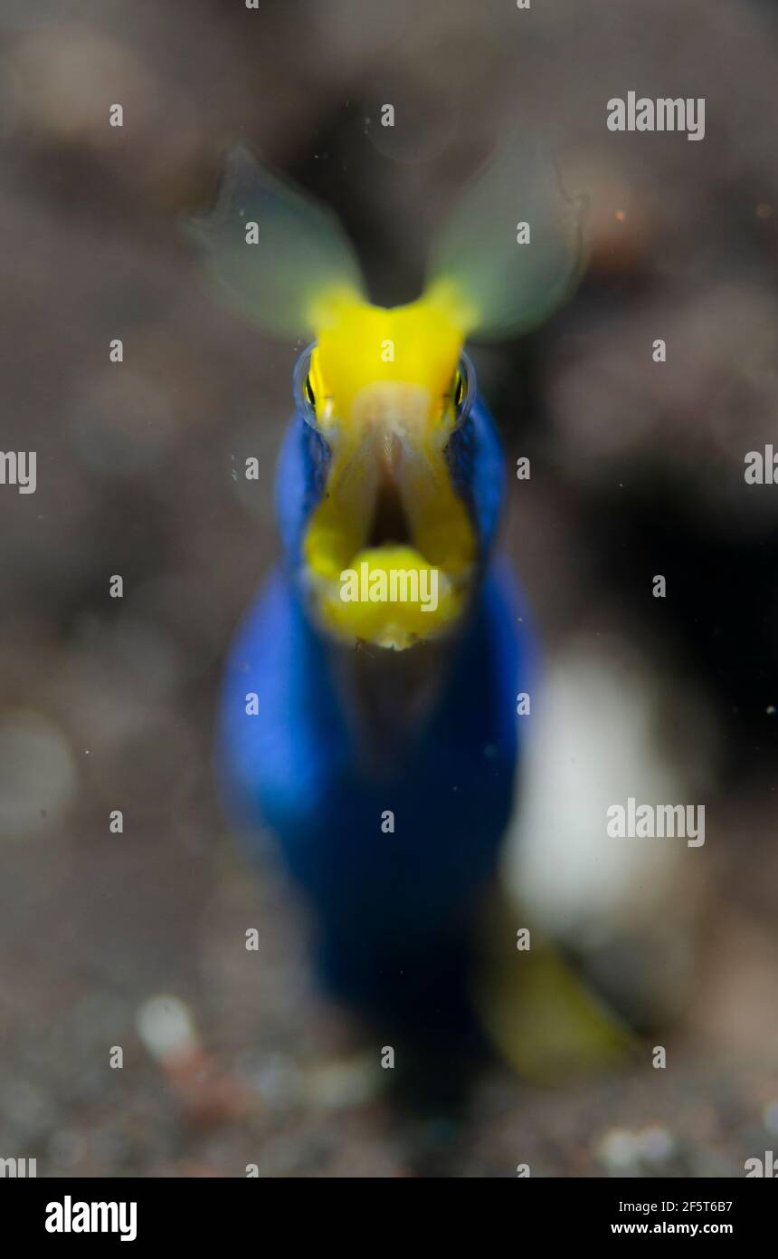 Männliche Ribbon Eel in Loch, Rhinomuraena quaesita, Pong Pong Tauchplatz, Seraya, Kubu Bezirk, Karangasem, Bali, Indonesien, Indischer Ozean Stockfoto