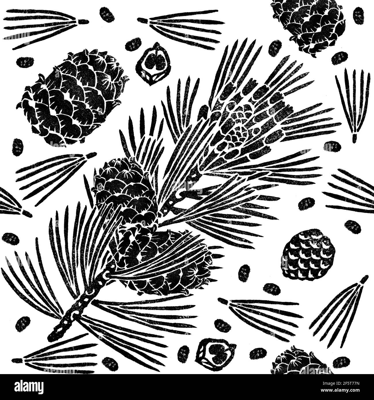 Pinus sibirica nahtloses Muster auf weiß isoliert. Sibirische Kiefer Zweig, Zapfen, Samen. Handgezeichnete botanische Illustration Stockfoto