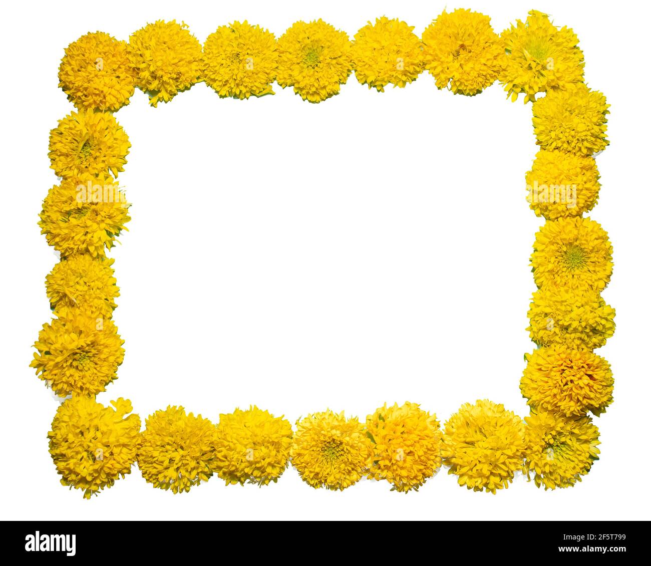 Gelb gefärbte Gaillardia Blumen angeordnet in quadratischer Form als Rahmen mit isolierten in weiß gefärbten Hintergrund. Stockfoto