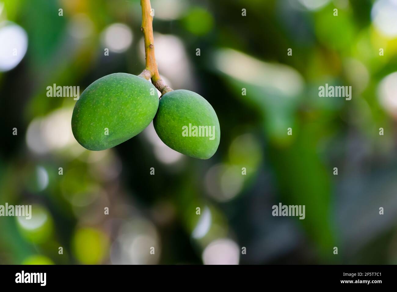 Indische ungereizte kleine Mangos, die während der Sommersaison am Zweig des Baumes hängen. Selektiver Fokus verwendet. Stockfoto