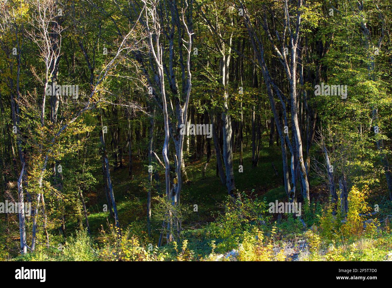 Schöner Herbstwald in den Bergen. Stockfoto