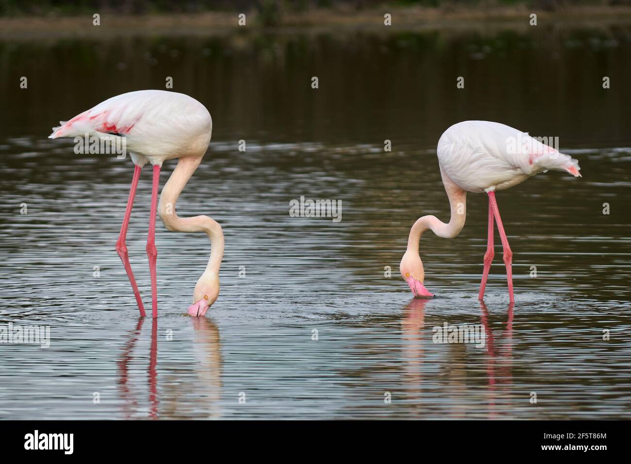Gruppe von gemeinsamen Flamingos oder rosa Flamingo (Flamingo) im Naturschutzgebiet der Fuente de Piedra Lagune in Malaga. Andalusien, Spanien Stockfoto