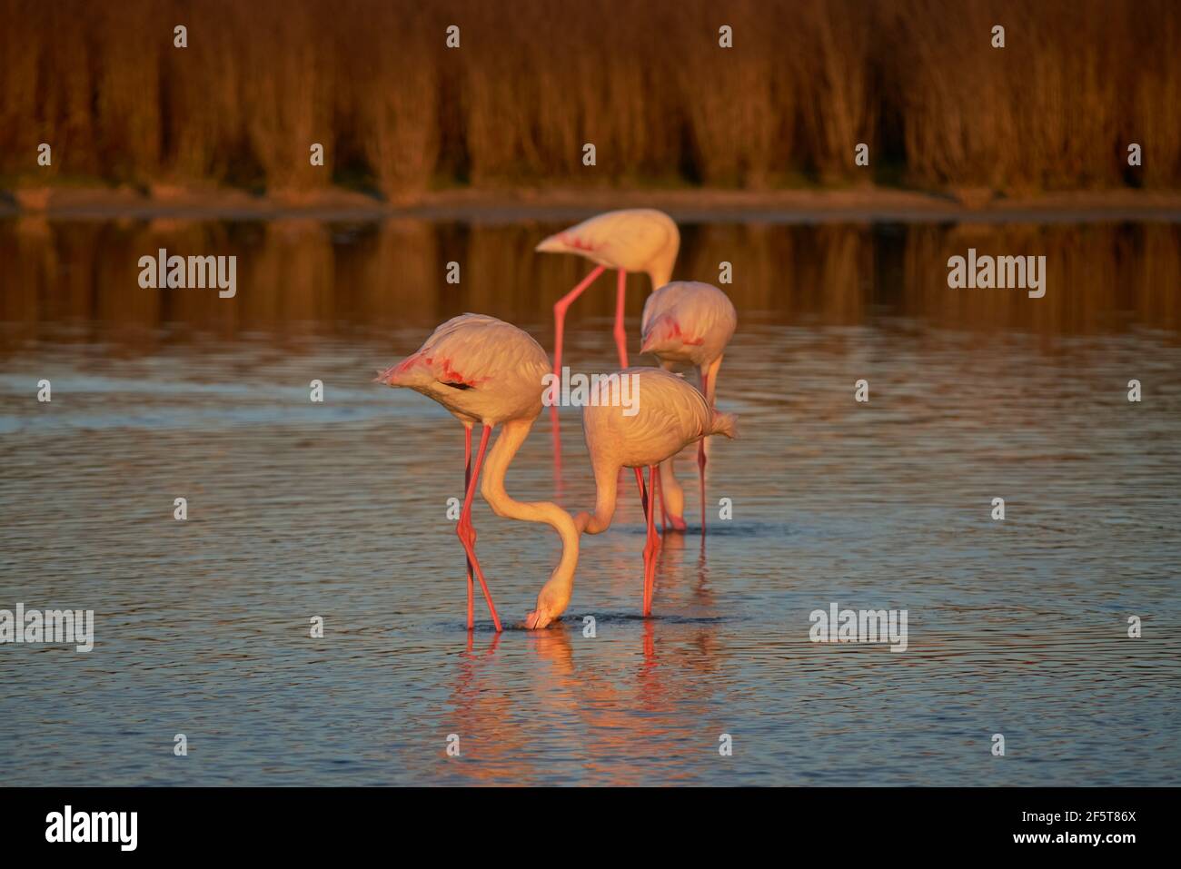 Gemeiner Flamingo oder rosa Flamingo (Phoenicopterus roseus) im Naturschutzgebiet der Fuente de Piedra Lagune in Malaga. Andalusien, Spanien Stockfoto