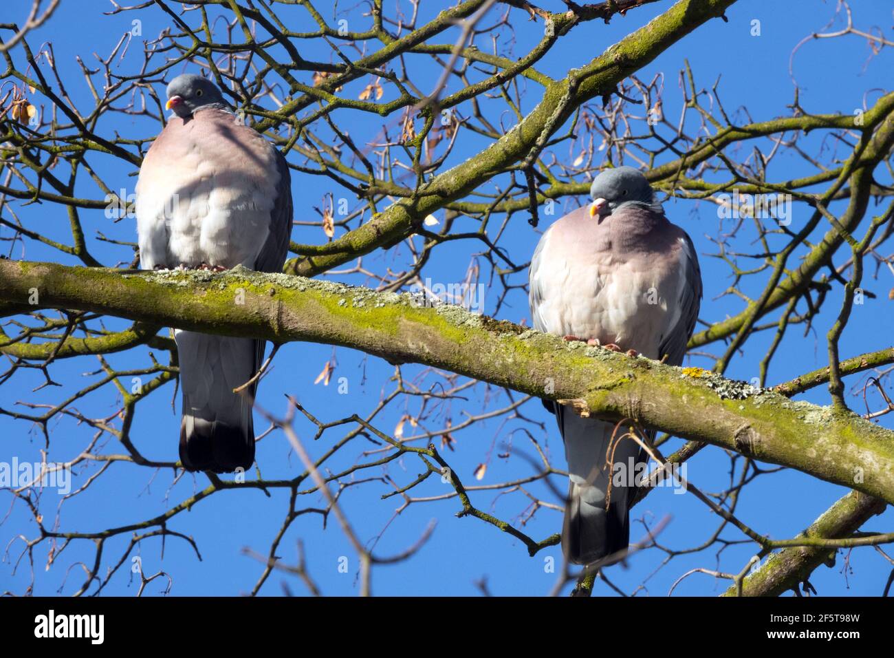 Gewöhnliches Taubenpaar thront auf dem Zweig Columba palumbus Stockfoto