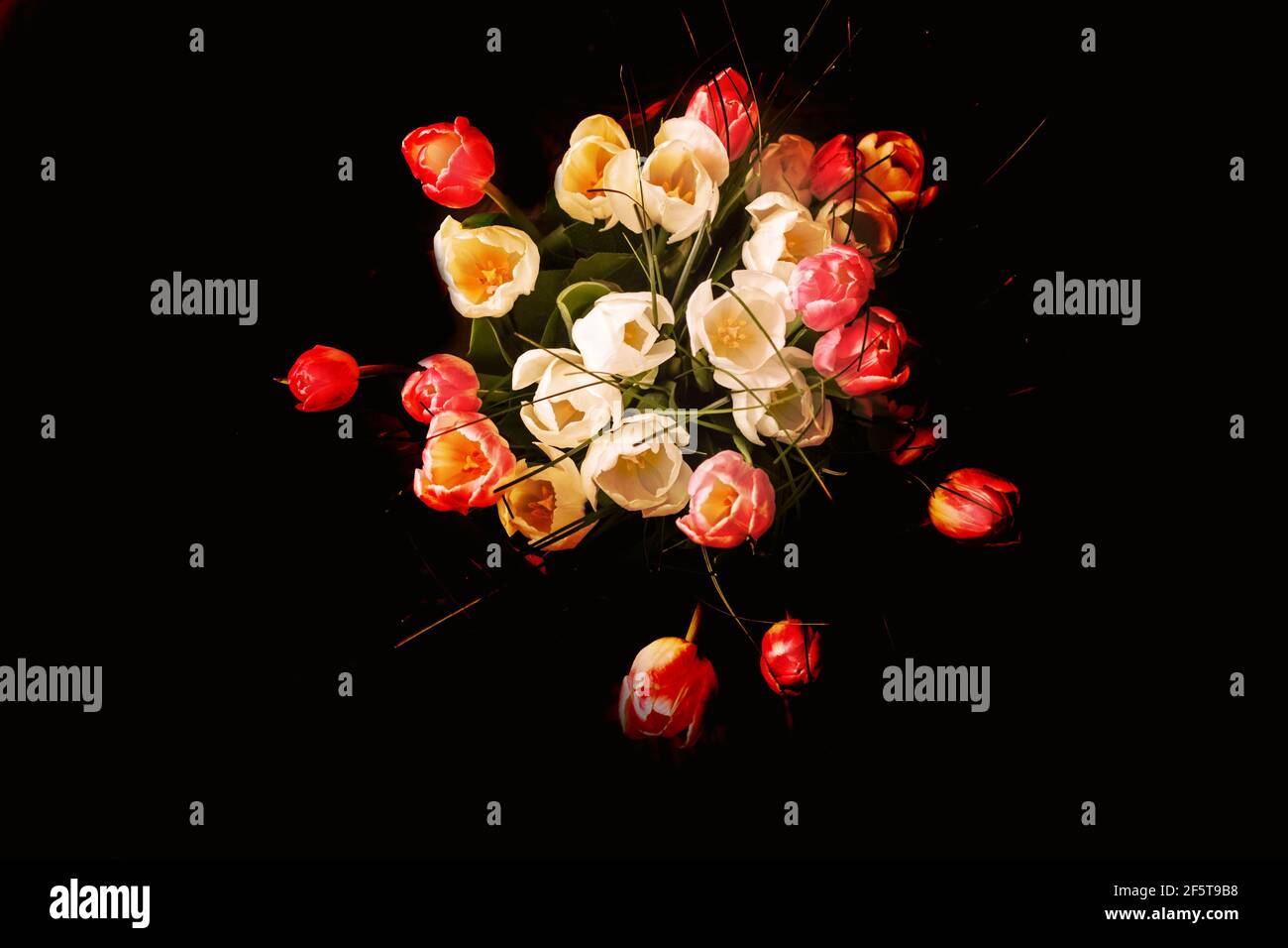 Charmantes Bouquet von weißen und rosa Tulpen auf schwarzem Hintergrund Stockfoto