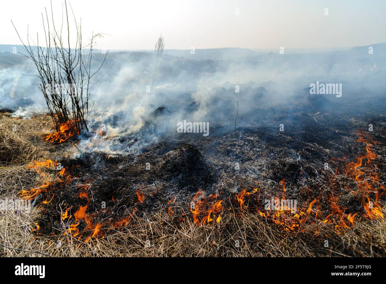 Trockenes Gras wird auf dem Feld verbrannt. Das Feuer wurde durch das