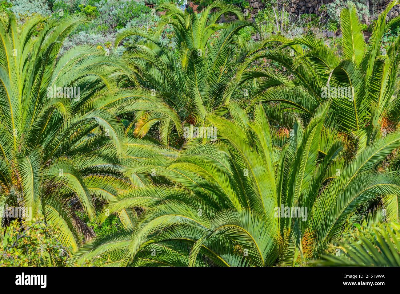 Detail der Palmendach bei icod de los Vinos. Stockfoto