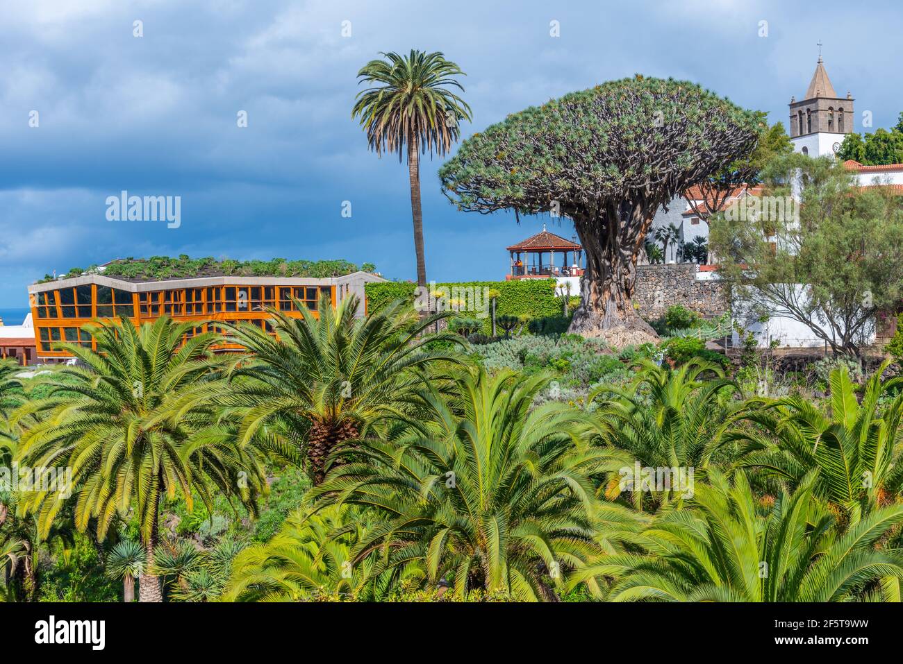 1000 Jahre alter Drago Baum und Kirche von Mayor de San Marcos in der Altstadt von Icod de los Vinos, Teneriffa, Kanarische Inseln, Spanien. Stockfoto