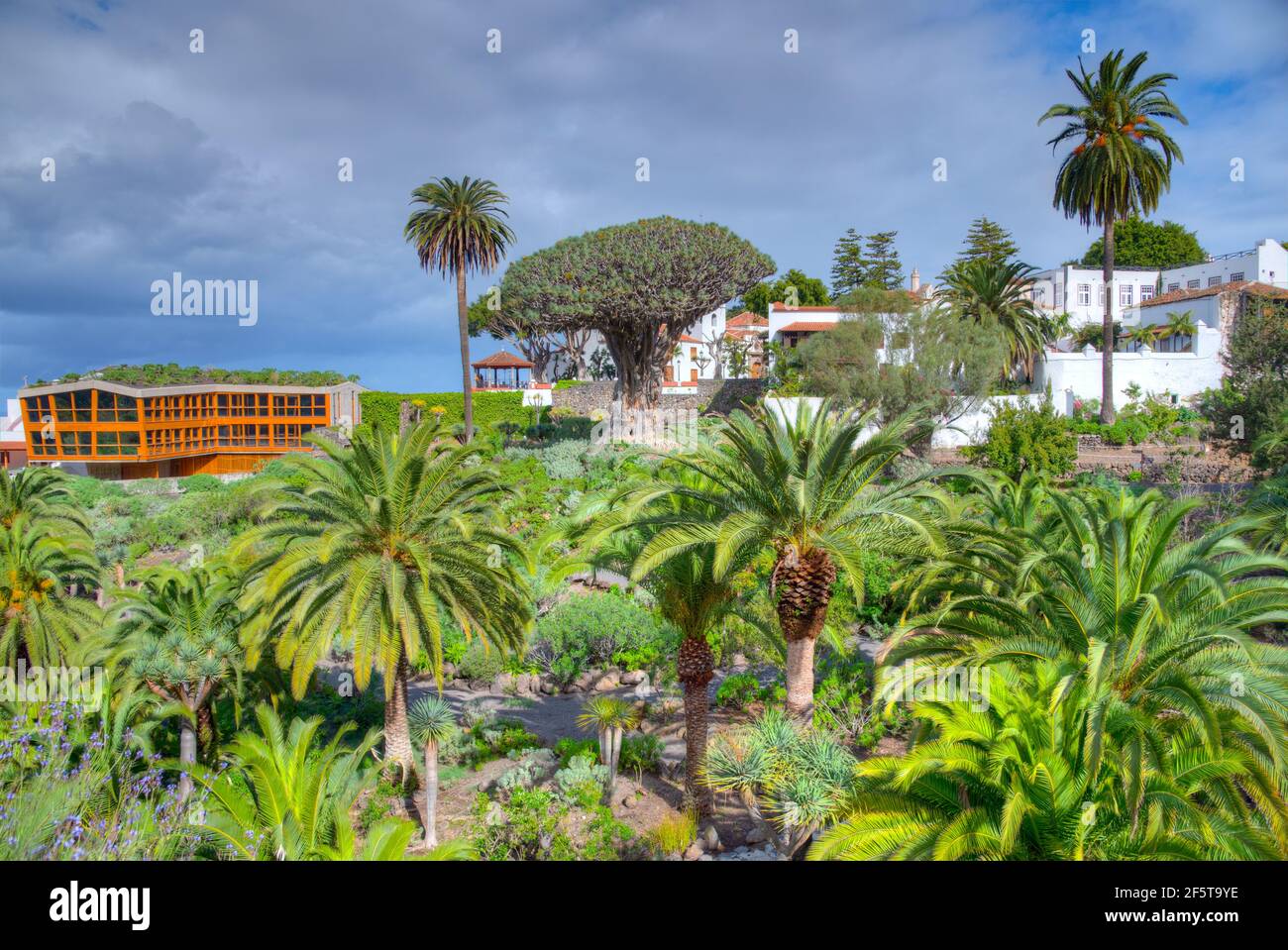 1000 Jahre alter Drago Baum und Kirche von Mayor de San Marcos in der Altstadt von Icod de los Vinos, Teneriffa, Kanarische Inseln, Spanien. Stockfoto