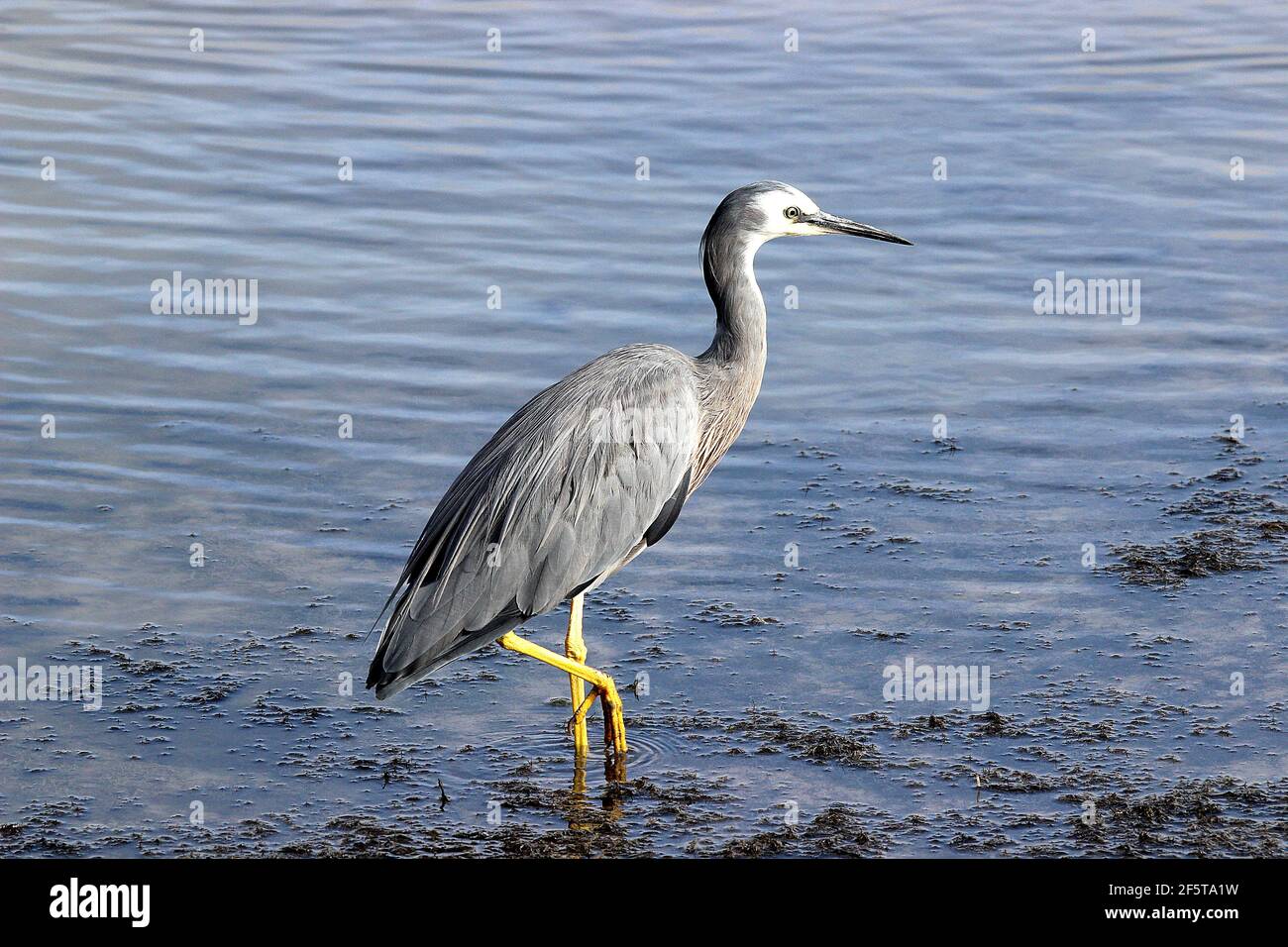 Neuseeländischer Weißgesichtenreiher (Egretta novaehollandiae) Fütterung in Flachwasser Stockfoto