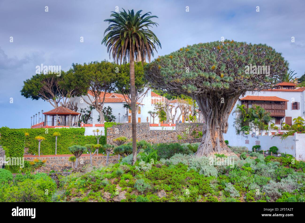 1000 Jahre alter Drago Baum und Kirche von Mayor de San Marcos in der Altstadt von Icod de los Vinos, Teneriffa, Kanarische Inseln, Spanien. Stockfoto