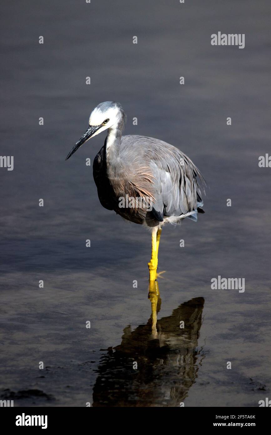 Neuseeländischer Weißgesichtenreiher (Egretta novaehollandiae) Fütterung in Flachwasser Stockfoto