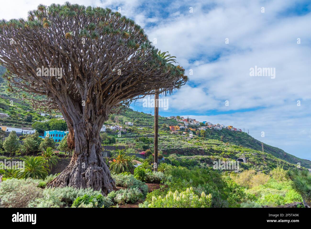 1000 Jahre alter Drago Baum in Icod de los Vinos, Teneriffa, Kanarische  Inseln, Spanien Stockfotografie - Alamy