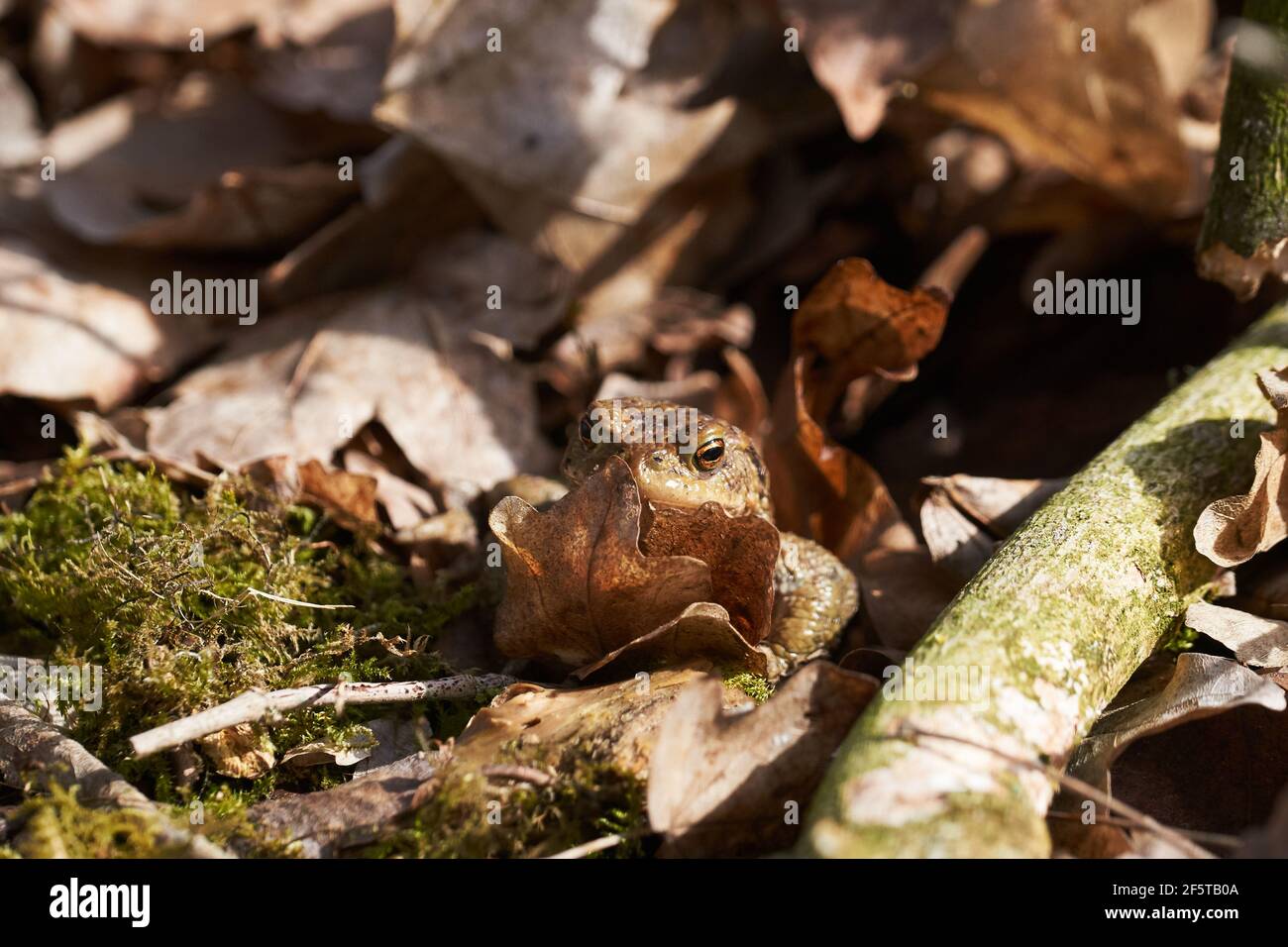 Gewöhnliche Kröte, die zwischen toten Blättern und Ästen im Wald sitzt Boden im Frühjahr Stockfoto