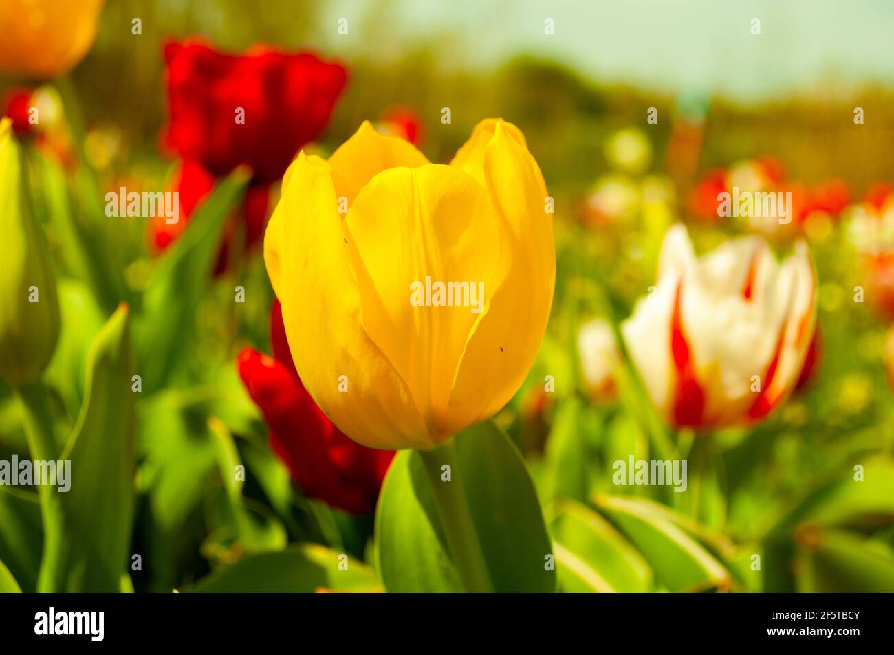 Giardino di Tulipani Pimentel Stockfoto