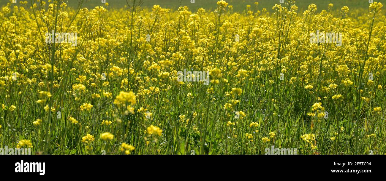 Die Vielzahl der Blumen auf der Wiese bildet sich wie ein Kleiner gelber Wald Stockfoto