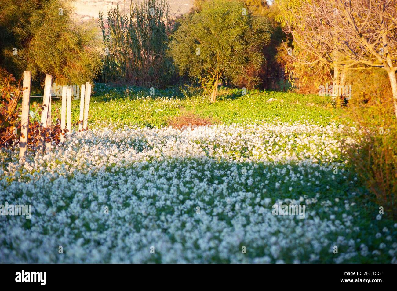 Nuraminis Primavera Stockfoto