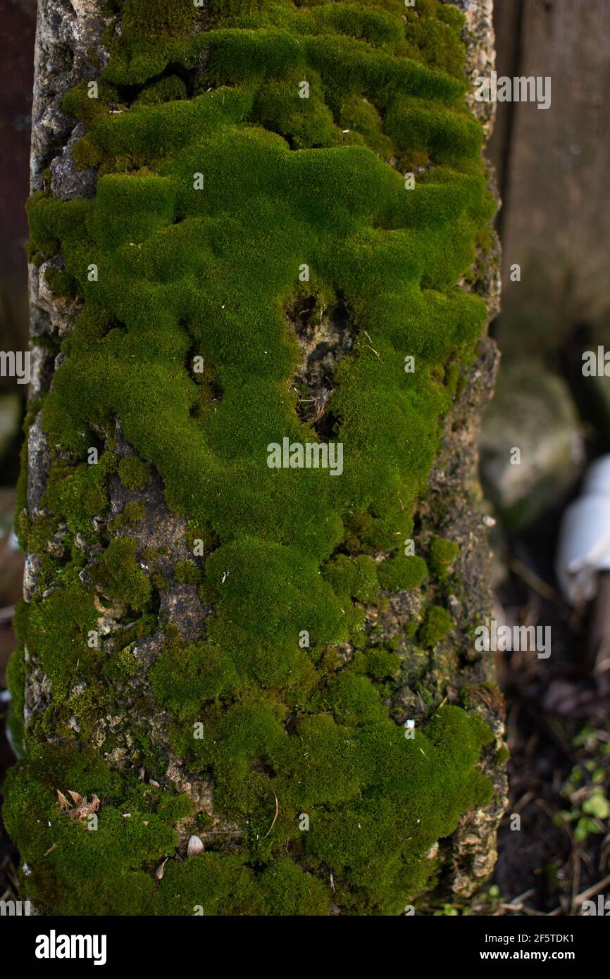 Der Stammbaum, überwuchert mit grünem Moos auf der Nordseite. Stockfoto