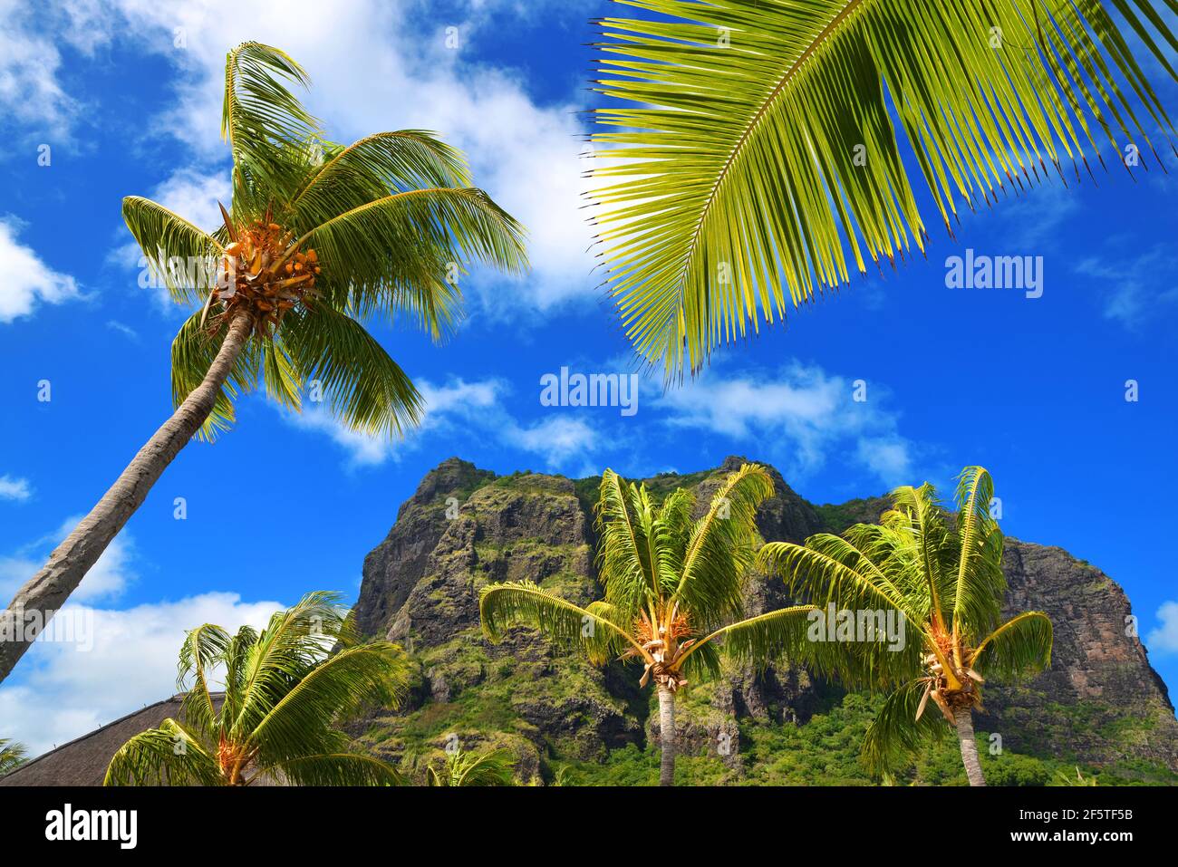 Le Morne Brabant Berg mit Kokospalmen im Süden der Insel Mauritius. Tropische Reiseziele. Stockfoto