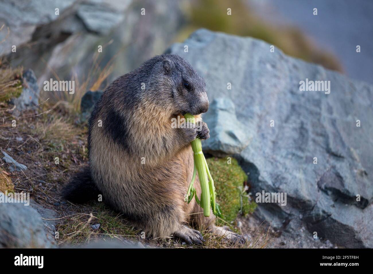 Ein Murmeltier der Alpen frisst Sellerie. Marmota marmota. Glocknergruppe Berggruppe. Alpine Fauna. Österreichische Alpen. Stockfoto