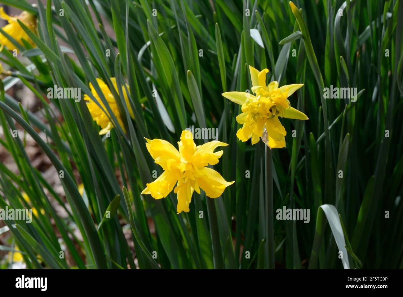 Wilde Doppelnarziss, die in einem Heckenschurken-Doppelnarzissen gelb wachsen Frühlingsblumen Stockfoto