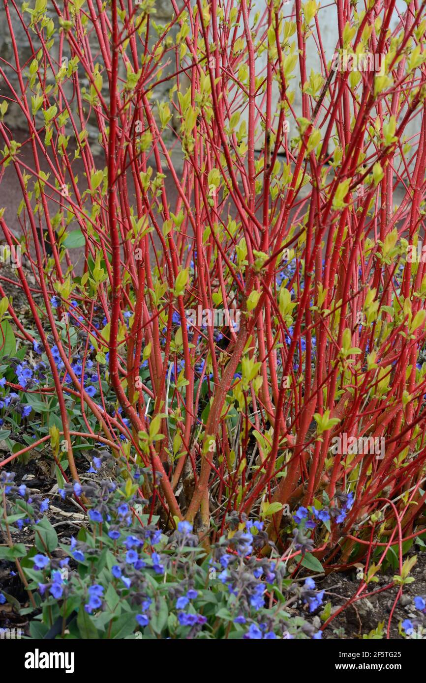 Rote Äste aus Dogwood, die im Frühjahr in einem Garten aufkeimen Cornus Alba Sibirica Stockfoto