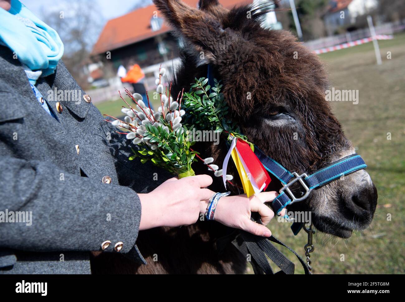 Tutzing, Deutschland. März 2021, 28th. Esel 'Leni' nimmt am Palmsonntag vor der St. Joseph's Kirche Teil. Palmsonntag markiert den Beginn der vorösterlichen Karwoche mit Ostern als Höhepunkt des Kirchenjahres. Quelle: Sven Hoppe/dpa/Alamy Live News Stockfoto