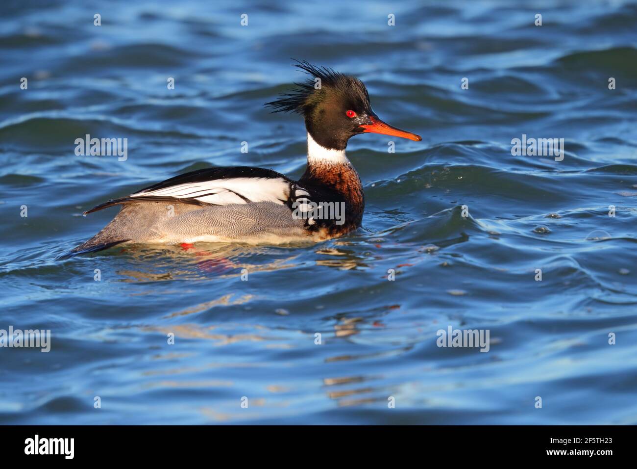 Ein erwachsener, braunroter Merganser (Mergus Serrator) Im Frühjahr in Großbritannien im Vollzuchtgefieder Stockfoto