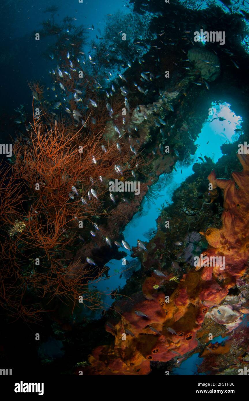 Schule von kleinen Fischen im Wrack, Liberty Wrack Tauchplatz, Tulamben, Karangasem, Bali, Indonesien, Indischer Ozean Stockfoto