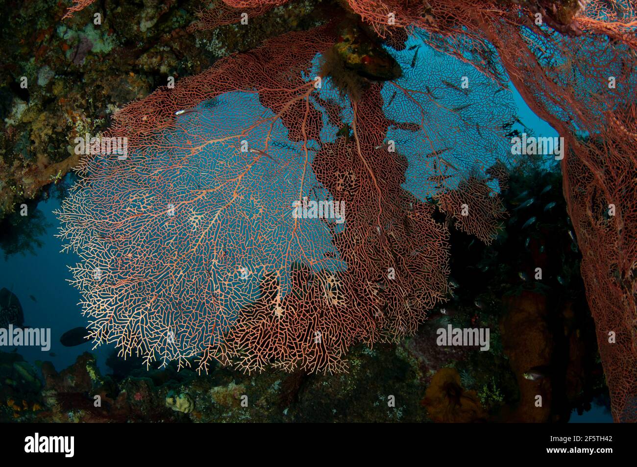 Gorgonian Sea Fan, Annella Mollis, innen Wrack, Liberty Wrack Tauchplatz, Tulamben, Karangasem, Bali, Indonesien, Indischer Ozean Stockfoto