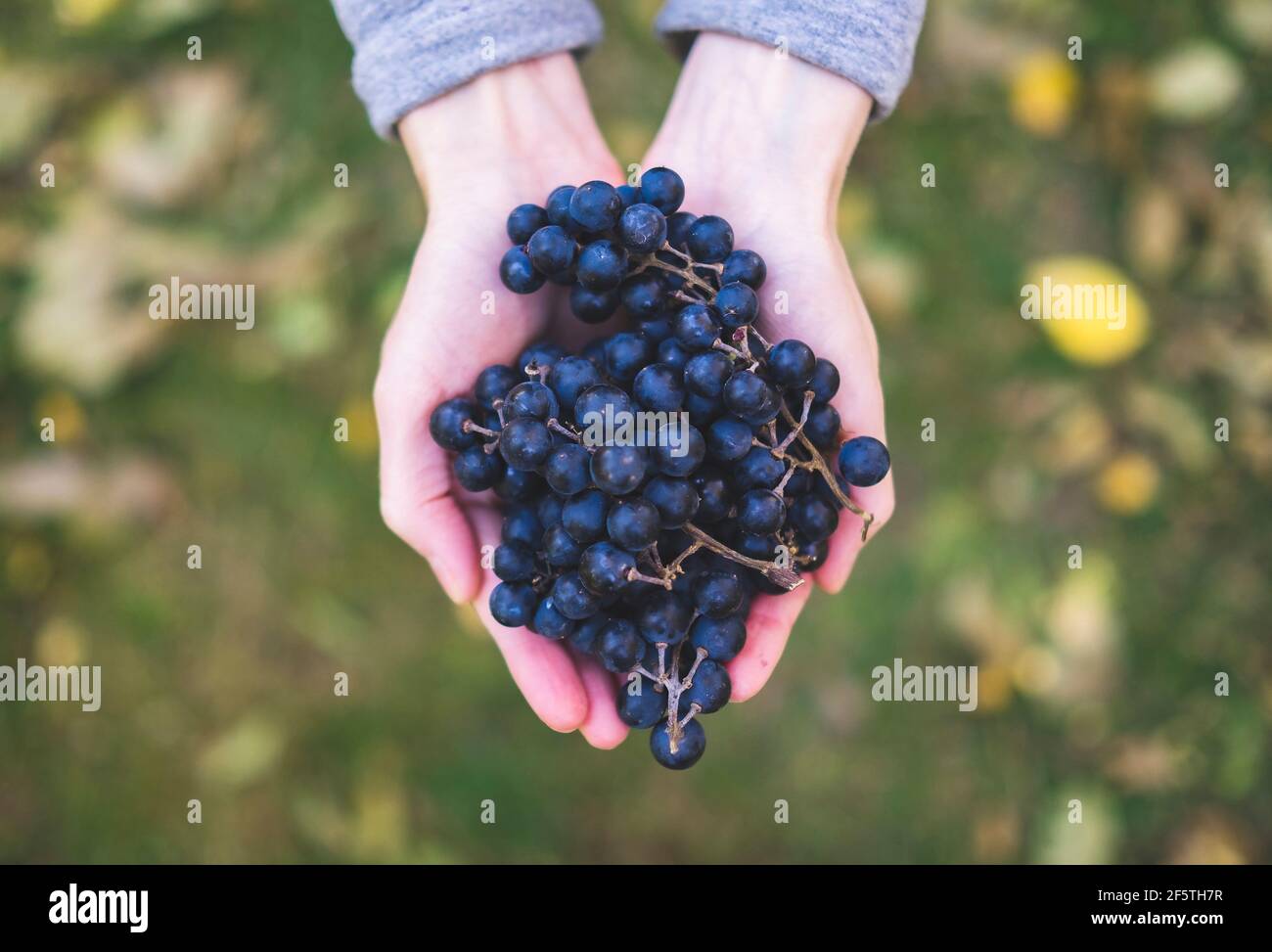 Blaue Trauben ernten in den Händen. Stockfoto