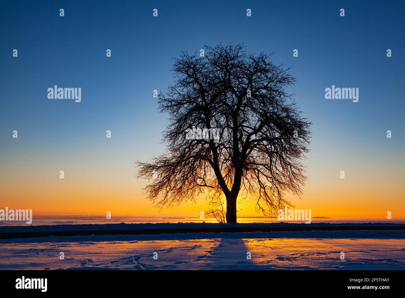 Leere Straße durch schneebedecktes Feld nach einem Schneesturm bei Sonnenuntergang. Klarer Himmel, goldenes Licht. Idyllische ländliche Szenerie. Stockfoto