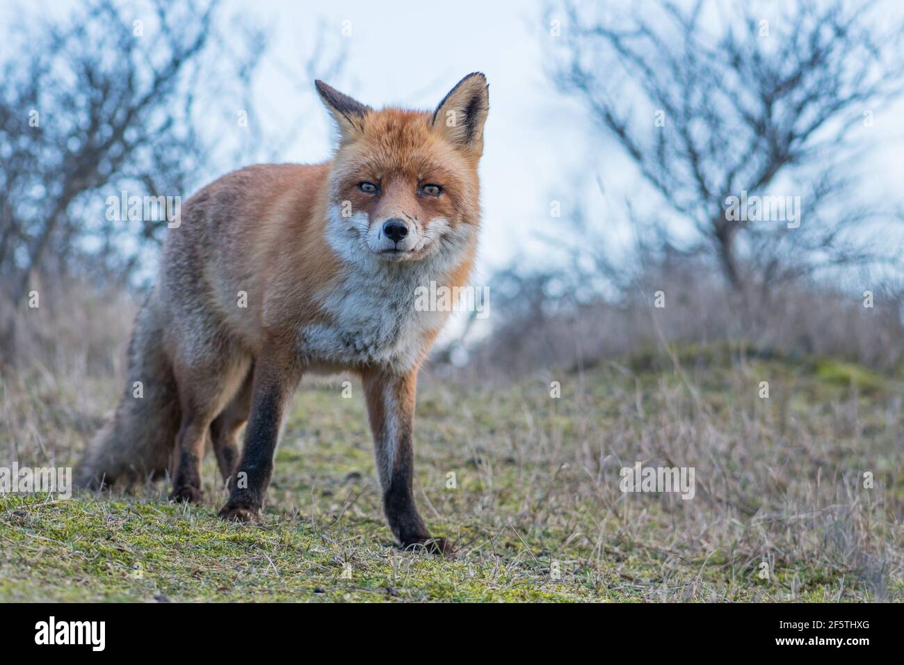 Ein schöner alter Rotfuchs mit Narben an der Nase, fotografiert in den Dünen der Niederlande. Stockfoto