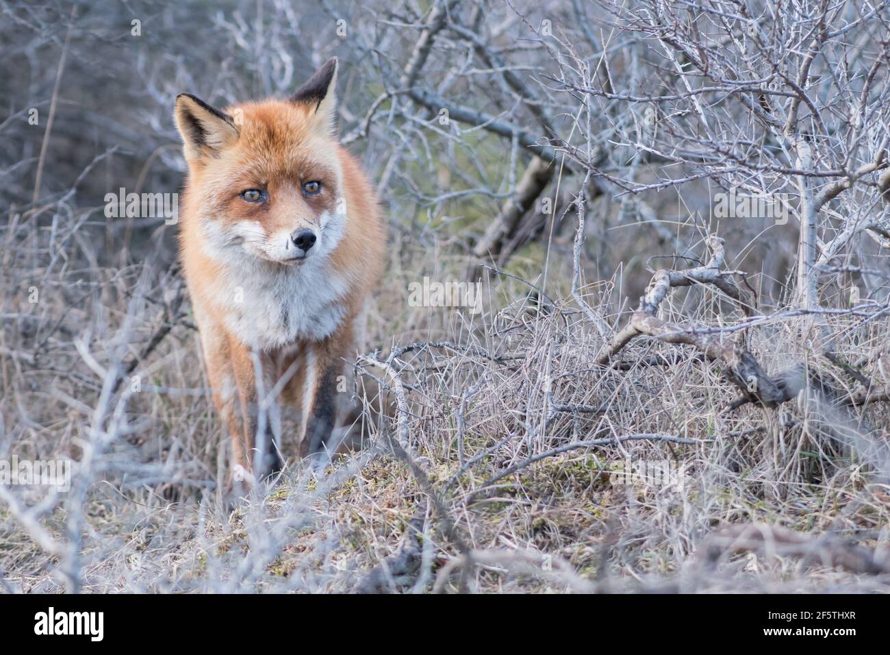 Ein schöner alter Rotfuchs mit Narben an der Nase, fotografiert in den Dünen der Niederlande. Stockfoto