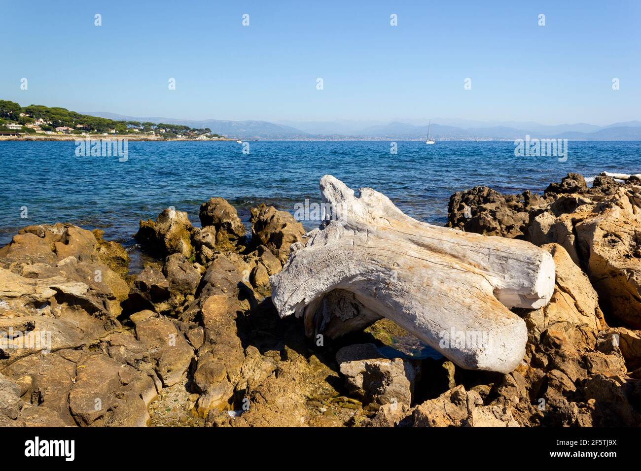 Gebleichte Baumstumpf an felsiger Küste in Antibes, Südfrankreich Stockfoto
