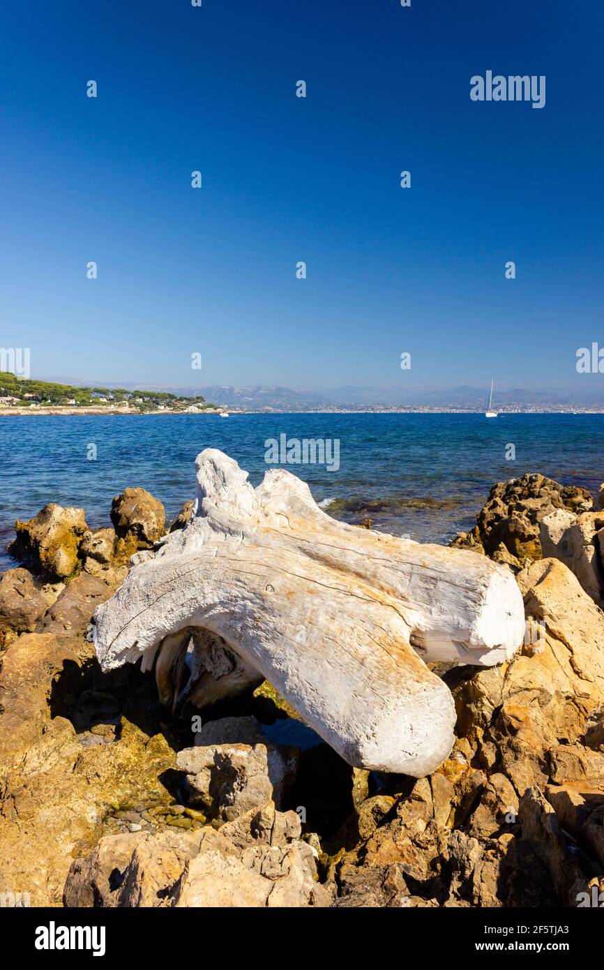 Gebleichte Baumstumpf an felsiger Küste in Antibes, Südfrankreich Stockfoto