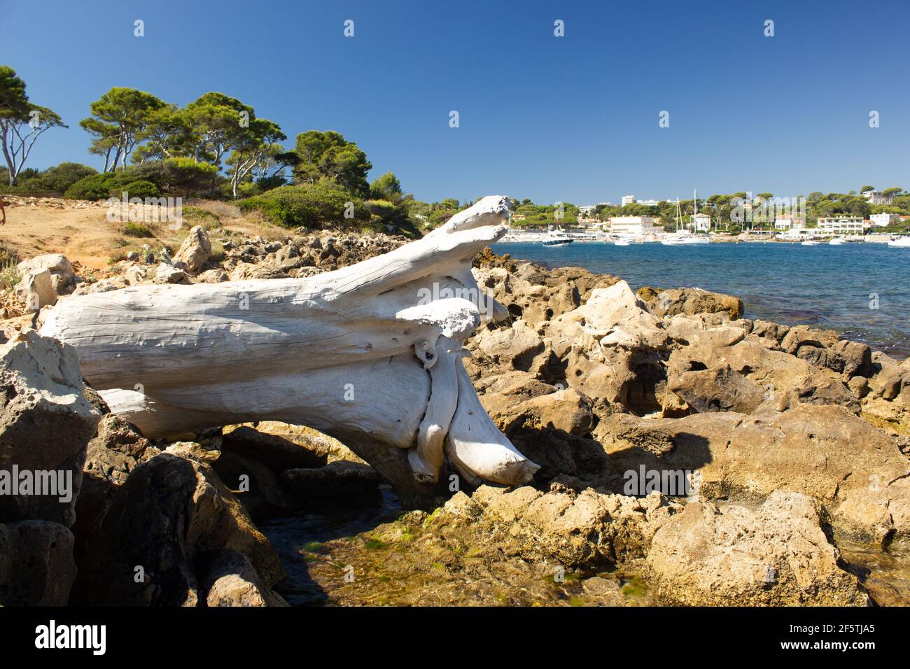 Gebleichte Baumstumpf an felsiger Küste in Antibes, Südfrankreich Stockfoto