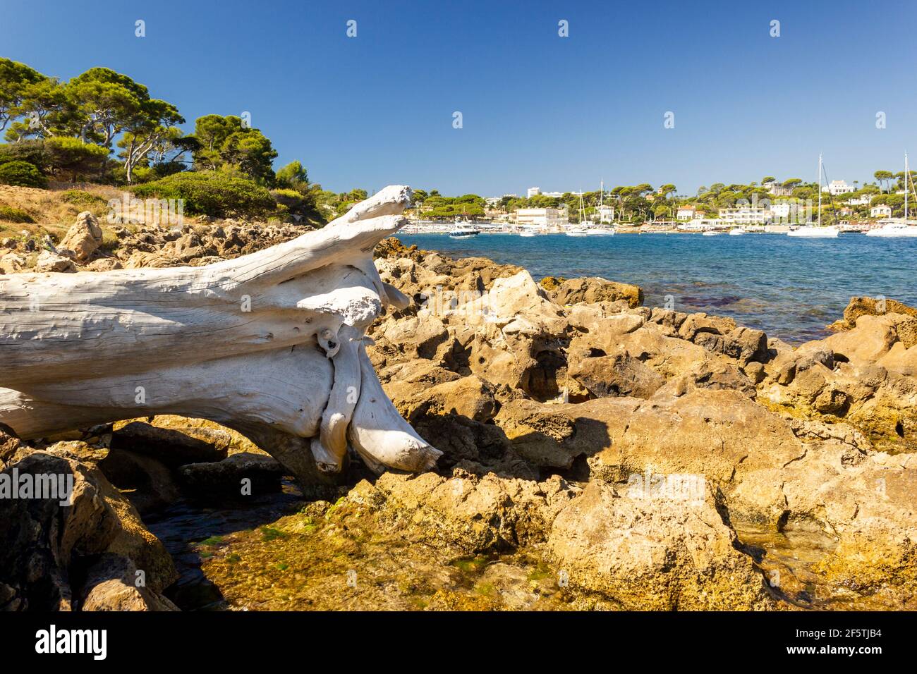 Gebleichte Baumstumpf an felsiger Küste in Antibes, Südfrankreich Stockfoto