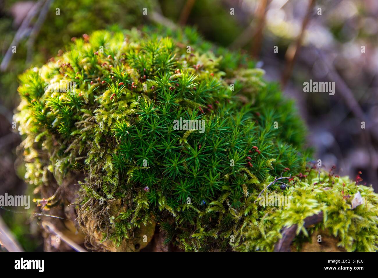Polytrichum Gemeinde auf einem alten toten Baum Stockfoto