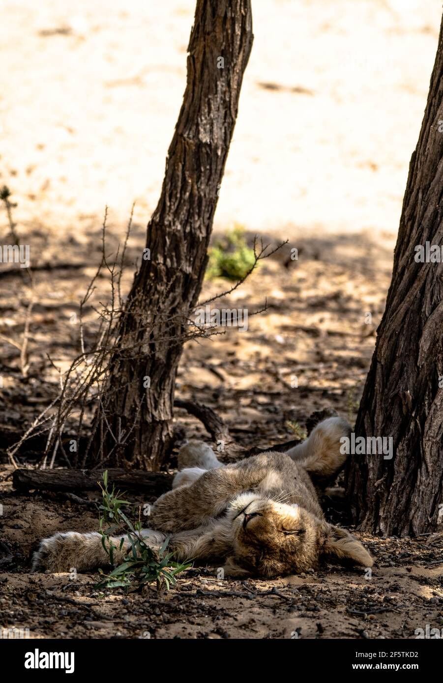Ein schlafender Löwenjunge im Schatten eines Baumes Stockfoto