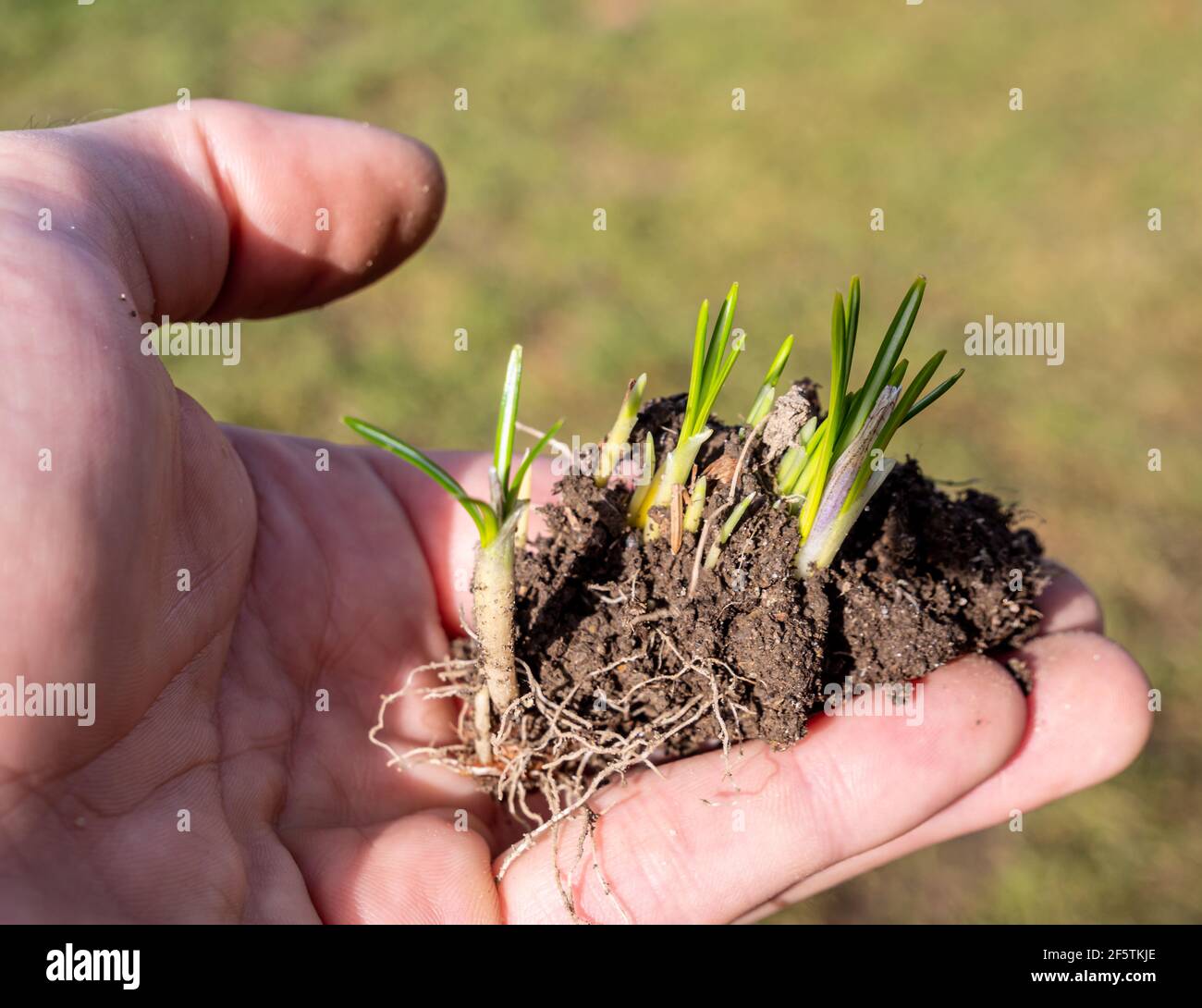 Symbolisches Wachstum einer Pflanze in der Krise Stockfoto