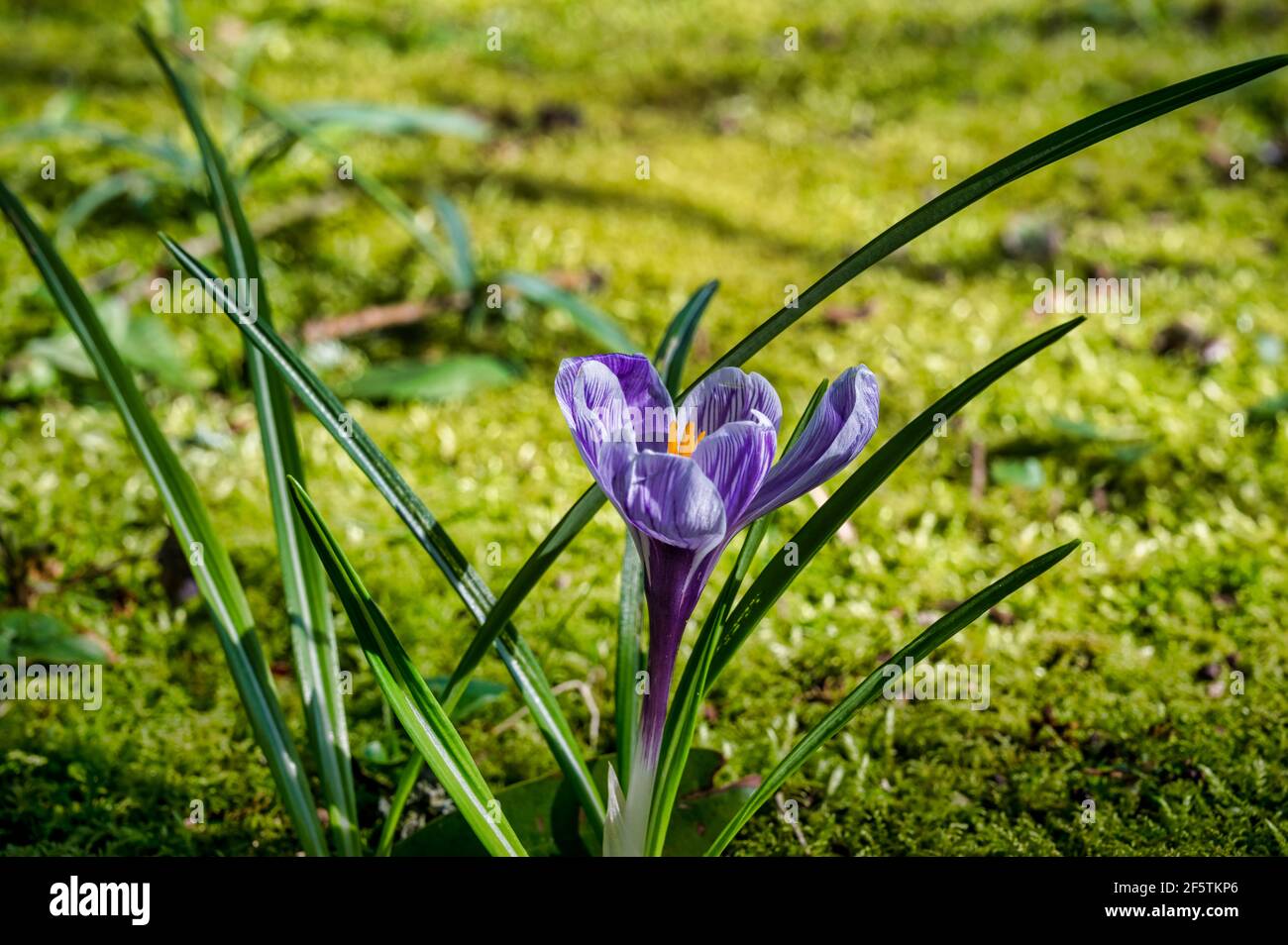 Purple Crocus blüht im Frühling in Irland Stockfoto