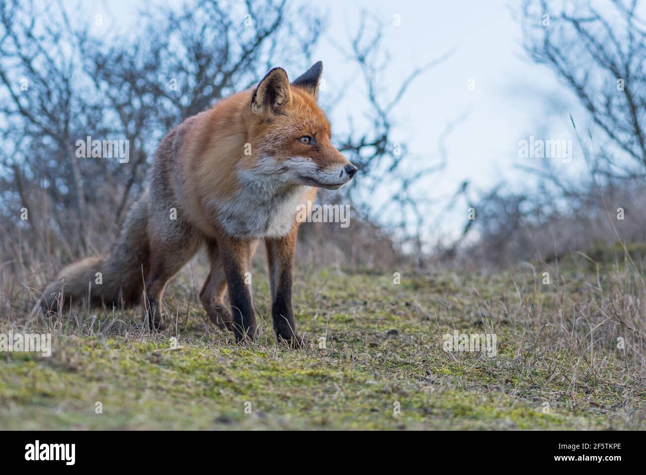 Ein schöner alter Rotfuchs mit Narben an der Nase, fotografiert in den Dünen der Niederlande. Stockfoto