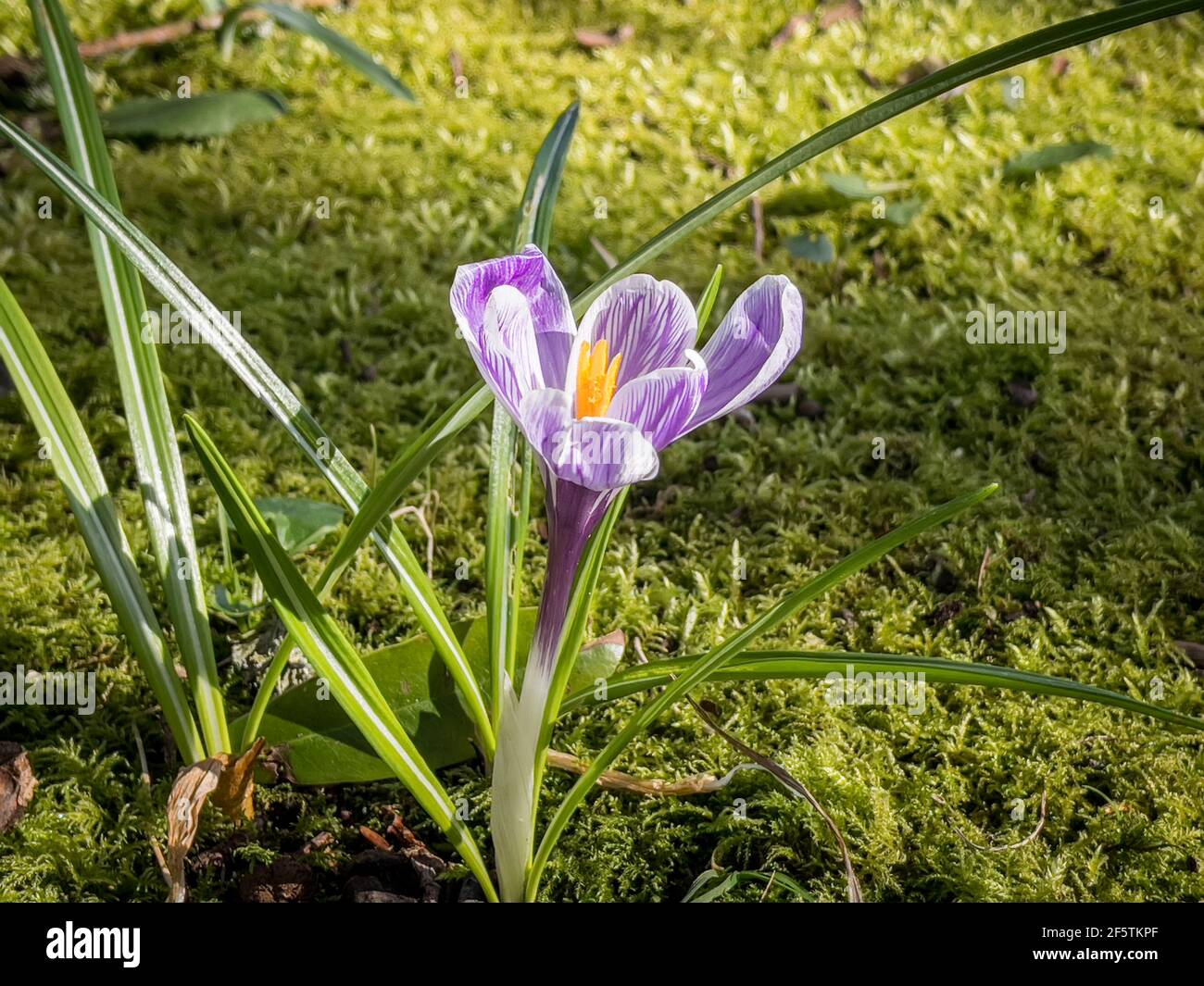 Purple Crocus blüht im Frühling in Irland Stockfoto