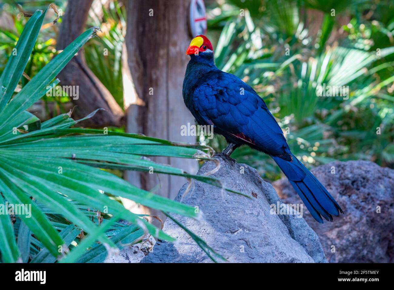 Lady Ross's turaco im Dschungelpark auf Teneriffa, Kanarische Inseln, Spanien. Stockfoto