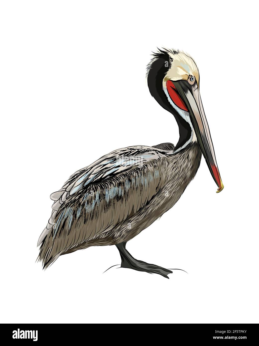 Pelikan aus einem Spritzer Aquarell, farbige Zeichnung, realistisch. Vektordarstellung von Farben Stock Vektor