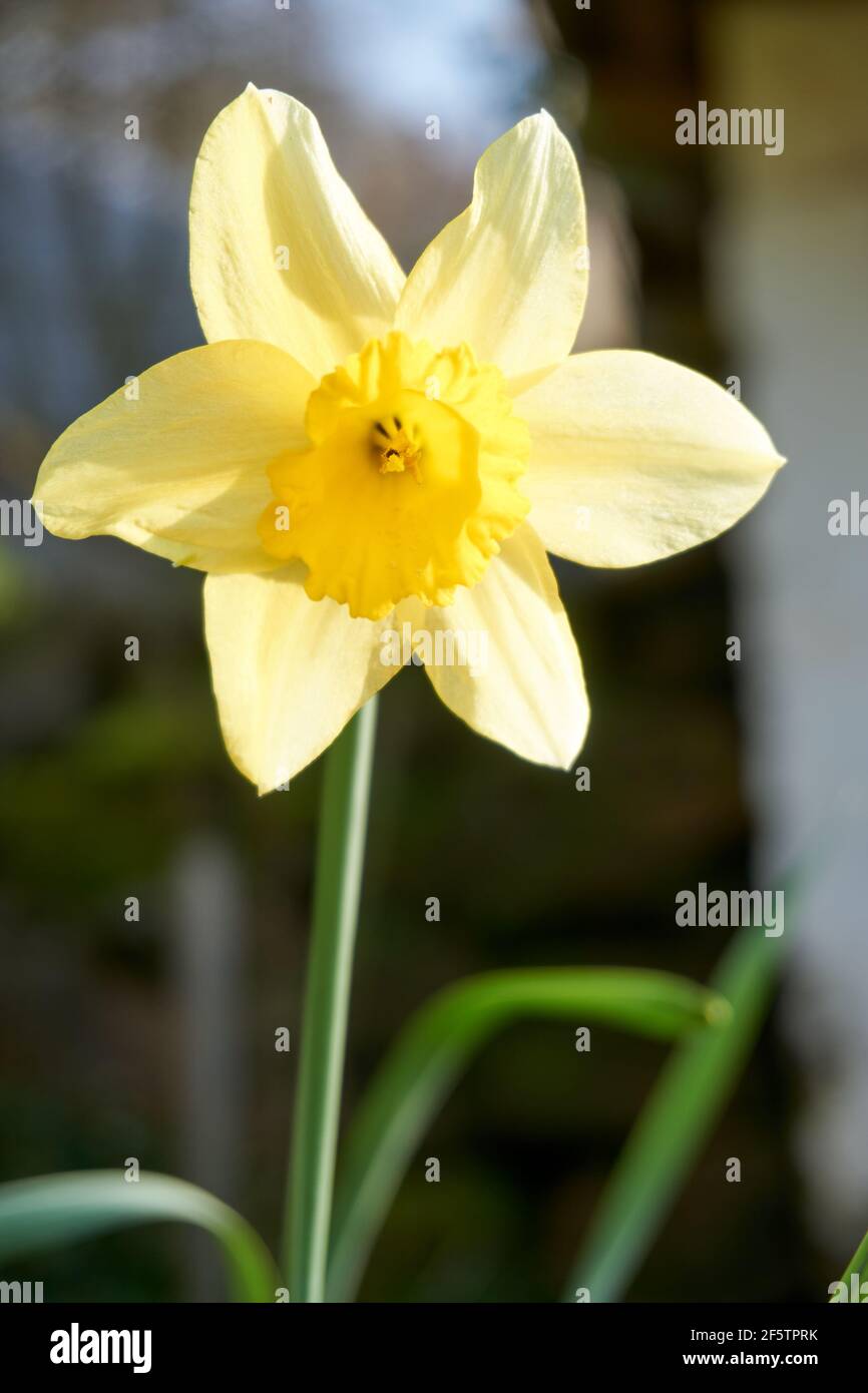 Narcissus pseudonarcissus ist eine mehrjährige blühende Pflanze, die als wilder Narzissen oder Lentelilie bekannt ist. Nahaufnahme. Stockfoto