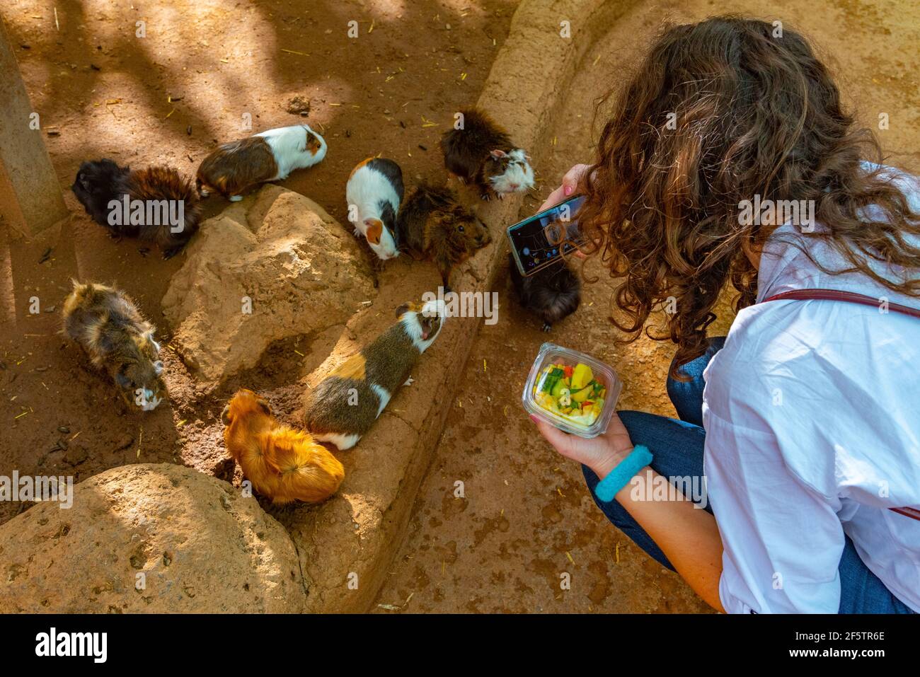 Junge Dame macht ein Foto von Meerschweinchen im Monkey Park auf Teneriffa, Kanarische Inseln, Spanien. Stockfoto