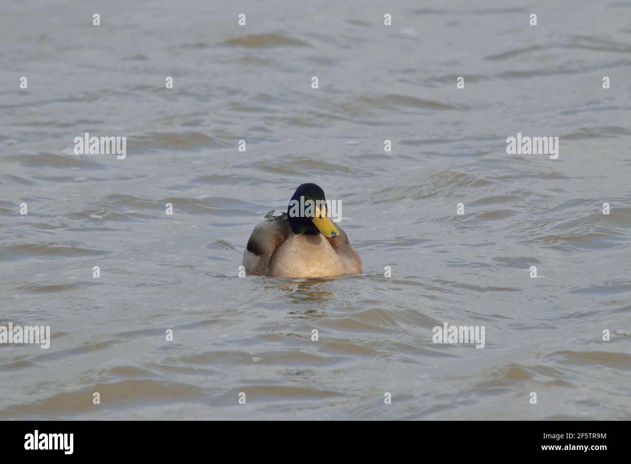 Ein Mallard Ducks an der Themse in North Woolwich, London Stockfoto